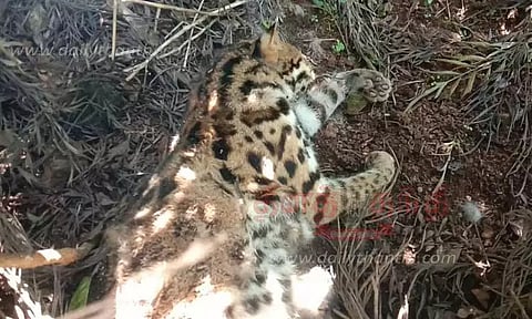 இறந்து கிடந்த சிறுத்தைப்பூனை