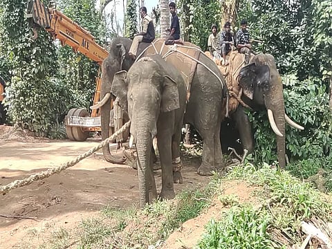 மடிகேரியில் தொடர் அட்டகாசத்தில் ஈடுபட்ட காட்டுயானை பிடிபட்டது