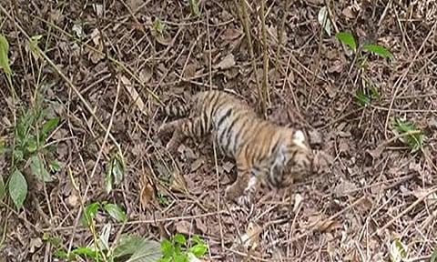 முதுமலை புலிகள் காப்பக வனப்பகுதியில் 2 புலிக்குட்டிகள் சடலமாக கண்டெடுப்பு