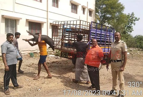 பொதுமக்களுக்கு இடையூறாக சுற்றித்திரிந்த 17 பன்றிகள் பிடிபட்டன