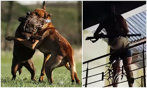 வளர்ப்பு நாய்கள் சண்டையால் விபரீதம்; துப்பாக்கிச்சூட்டில் 2 பேர் பலி