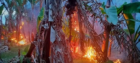 உப்புக்கோட்டையில் தீ விபத்து:1,000 வாழை மரங்கள் எரிந்து நாசம்