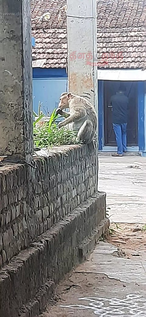 குரங்குகள் அட்டகாசம் செய்வதால் பொதுமக்கள் கடும் அவதி