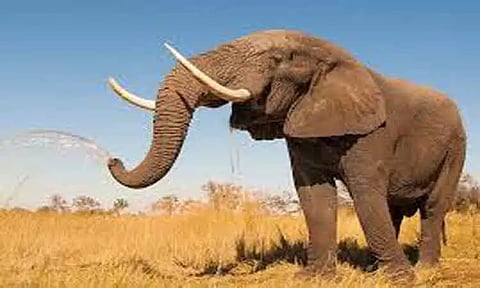 பண்ணாரி சோதனைச்சாவடி அருகே காட்டு யானை நடமாட்டம்