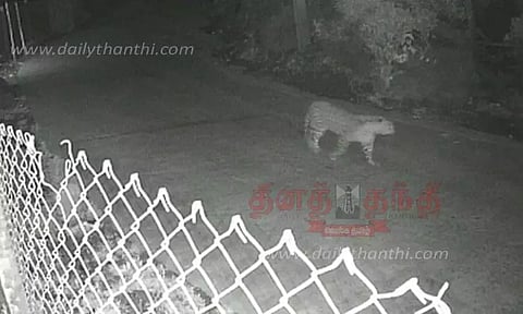 ஊருக்குள் உலா வரும் சிறுத்தைகள்