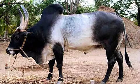 அந்தியூர் கால்நடை சந்தையில் காங்கேயம் காளை மாடு ஜோடி ரூ.1½ லட்சத்துக்கு விற்பனை