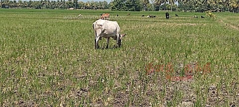 600 ஏக்கர் குறுவ பயிர்களை கால்நடைகள் மேயும் அவலம்