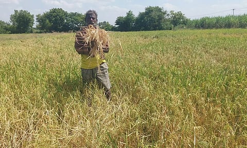 மின்மாற்றி பழுதால் 60 ஏக்கர் நெற்பயிர்கள் கருகுகிறது