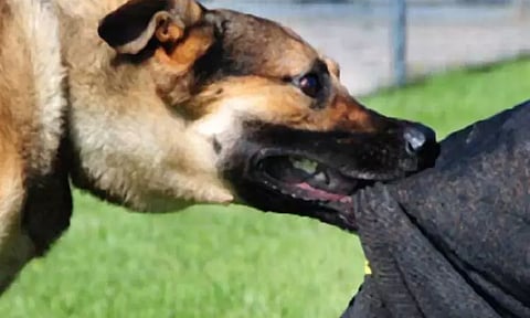 அடுக்குமாடி குடியிருப்பில் பொதுமக்களை கடித்து குதறிய நாய்