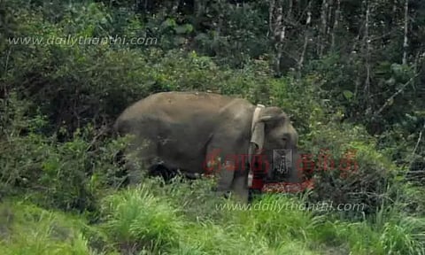 சிறுகுன்றா எஸ்டேட்டுக்கு இடம்பெயர்ந்த மக்னா யானை