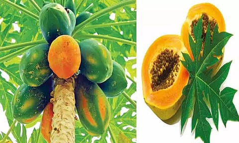 பப்பாளி சாகுபடி செய்தால் ஆண்டு முழுவதும் வருமானம்