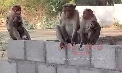 குரங்குகள் அட்டகாசம்பொதுமக்கள் அவதி
