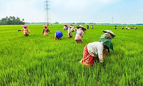 உத்தரபிரதேசத்தில் விஷ வாயு தாக்கி 3 விவசாயிகள் பலி