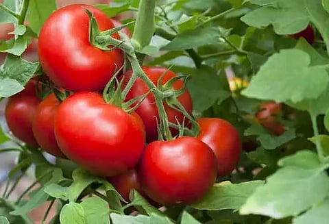 தக்காளி கிலோ ரூ.30-க்கு விற்பனை