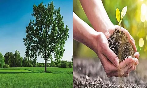 மரம் வளர்ப்போம்! மண்ணை காப்போம்!