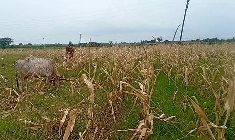 தண்ணீரின்றி காய்ந்து கருகி வரும் மக்காச்சோள பயிர்கள்