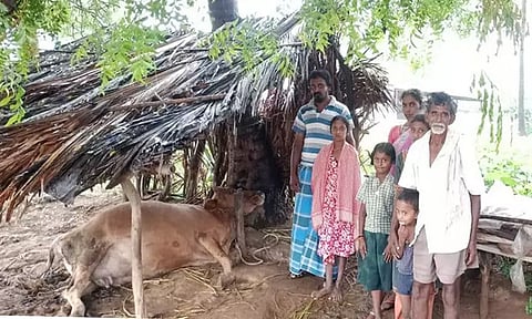 மின்னல் தாக்கி பசு மாடு சாவு