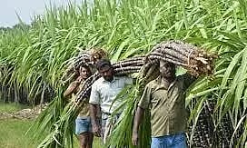 கரும்பு விவசாயிகளுக்கு நிவாரணத்தொகை