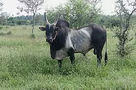 அந்தியூர் கால்நடை சந்தையில் காங்கேயம் காளை மாடு ஜோடிரூ.2 லட்சத்துக்கு விற்பனை