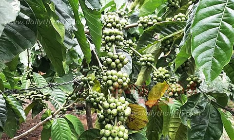 காபி விளைச்சல் அமோகம்