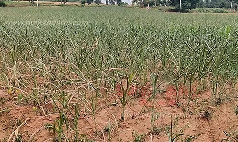 வறட்சியின் பிடியில் சிக்கி தவிக்கும் கோலார், சிக்பள்ளாப்பூர் மாவட்டங்கள்