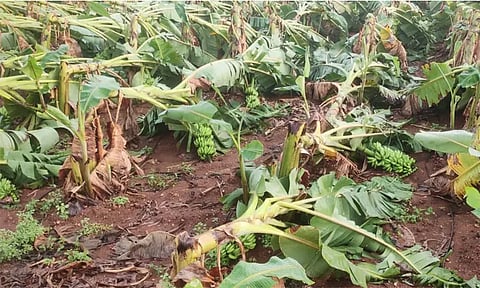 ஈரோட்டில் சூறாவளி காற்று வீசியதில் ஏராளமான வாழை மரங்கள் முறிந்து சேதம்!