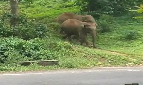 பந்தலூர் அருகே சாலையோரத்தில் காட்டு யானைகள் முகாம்-வாகன ஓட்டிகளுக்கு வனத்துறை எச்சரிக்கை