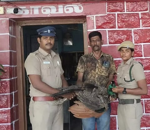 ரெயிலில் அடிபட்டு மயில் சாவு