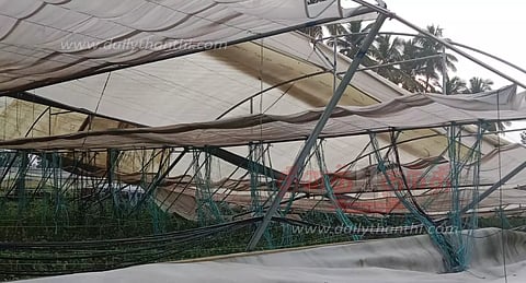 தர்மபுரி மாவட்டம் முழுவதும்சூறைக்காற்றுடன் கனமழைபசுமை குடில்கள் சரிந்து சேதம்