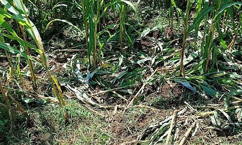 மக்காச்சோள பயிர்களை நாசப்படுத்திய காட்டுப்பன்றிகள்