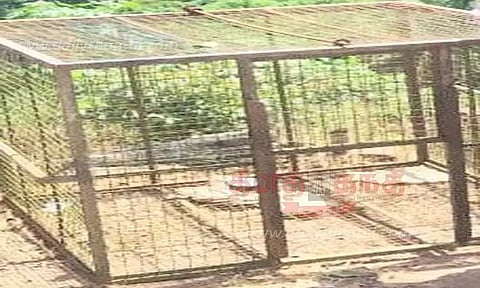 குரங்குகளை பிடிக்க கூண்டு வைப்பு