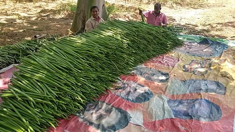 முருங்கைக்காய் விலை வீழ்ச்சி