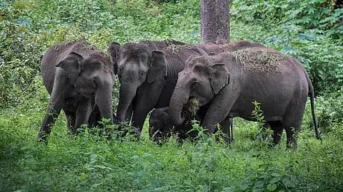 விளைநிலங்களில் புகுந்து 10 காட்டு யானைகள் அட்டகாசம்