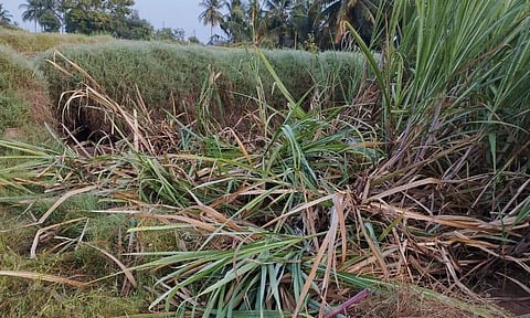 தோட்டத்தில் புகுந்து ஒற்றையானை அட்டகாசம்