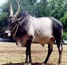 அந்தியூர் கால்நடை சந்தையில் கொங்கு காளை மாடு ஜோடிரூ.1½ லட்சத்துக்கு விற்பனை