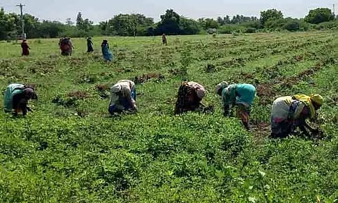 நிலக்கடலை அறுவடையில் பெண்கள்