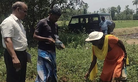 நோய் தாக்குதலால் பாதிக்கப்பட்ட மணிலா பயிரை அதிகாரிகள் ஆய்வு