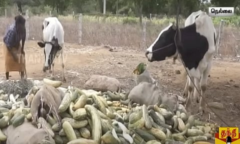 1 கிலோ வெறும் 2 ரூபாய்... வெண்டைக்காய் உள்ளிட்ட காய்கறிகளுக்கு உரிய விலை கிடைக்காததால் விவசாயிகள் வேதனை