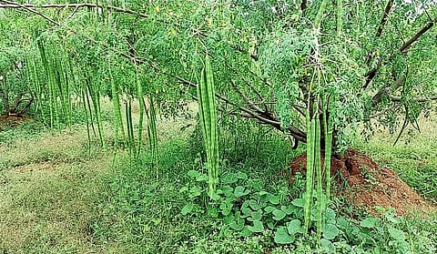 விலை வீழ்ச்சியால் பறிக்காமல் விடப்பட்ட முருங்கைக்காய்கள்