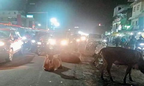 பழைய மாமல்லபுரம் சாலையில் சுற்றி திரியும் மாடுகளால் வாகன ஓட்டிகள் அவதி