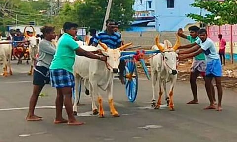 தனது திருமணத்தையொட்டிமாட்டு வண்டி பந்தயம் நடத்திய புதுமாப்பிள்ளை