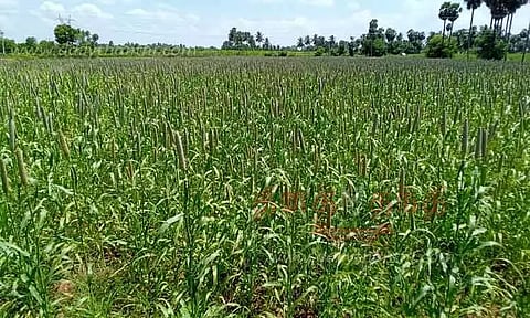 கம்பு பயிரிடுவதில் விவசாயிகள் ஆர்வம்