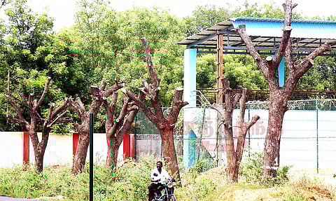 துளிர்க்காத மரங்களால் தளர்ந்த நம்பிக்கை