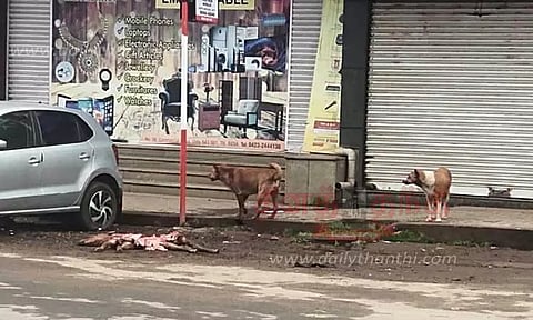 குதிரை குட்டியை கடித்து கொன்ற தெரு நாய்கள்