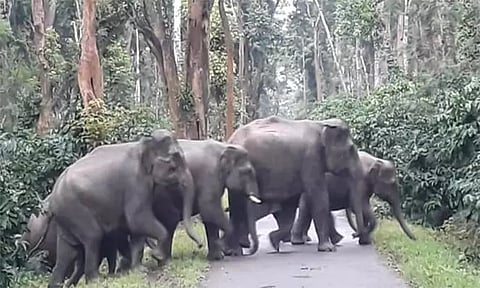 விராஜ்பேட்டையில் காபி தோட்டத்தில் புகுந்து 30 காட்டு யானைகள் அட்டகாசம்