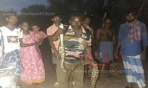 கோழியை விழுங்கிய மலைப்பாம்பு பிடிபட்டது