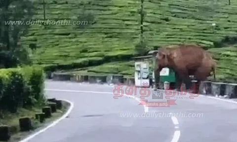 கூழாங்கல் ஆற்று பகுதியில் மக்னா யானை நடமாட்டம்