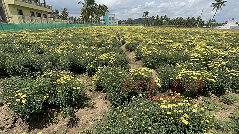 வேப்பனப்பள்ளி பகுதியில்சாமந்தி பூக்கள் விளைச்சல் அமோகம்