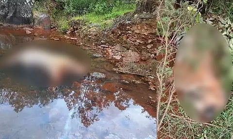 நீலகிரியில் புலிகள் உயிரிழந்த விவகாரம்: 20 பேர் கொண்ட வனக்குழுவினர் விசாரணை