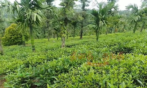 தேயிலை செடிகளுக்கு இடையே ஊடுபயிராக பாக்கு பயிரிடும் விவசாயிகள்